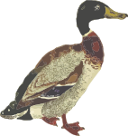 Mallard (isolated)